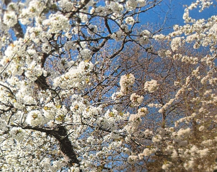 Transformation Process - Flower Blooming